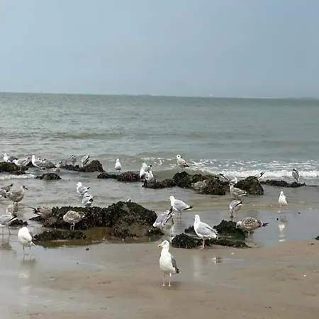 Apartman In Duinbergen With Sea Views Knokke-Heist